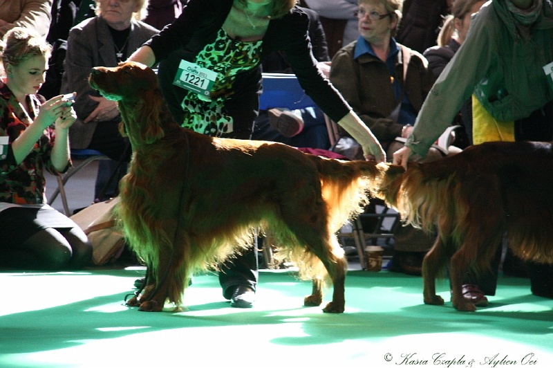 Crufts2011 549.jpg